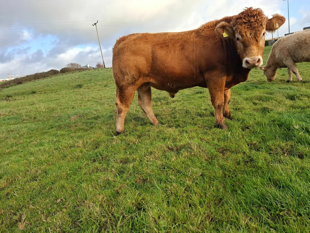 PBR Limousin bull - Image 4