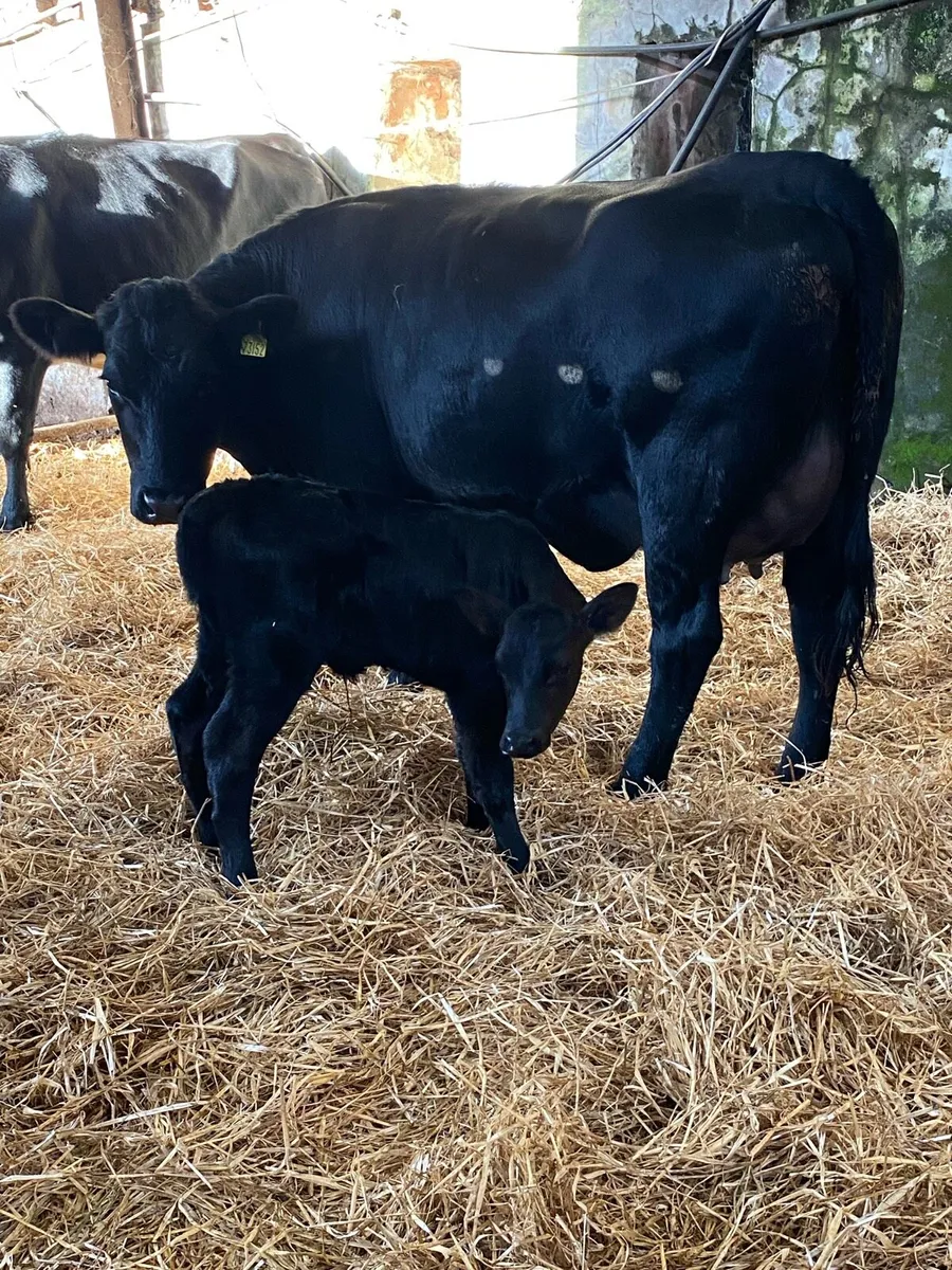 🌟🌟SUPER FIRST CALVER 🌟🌟 - Image 1