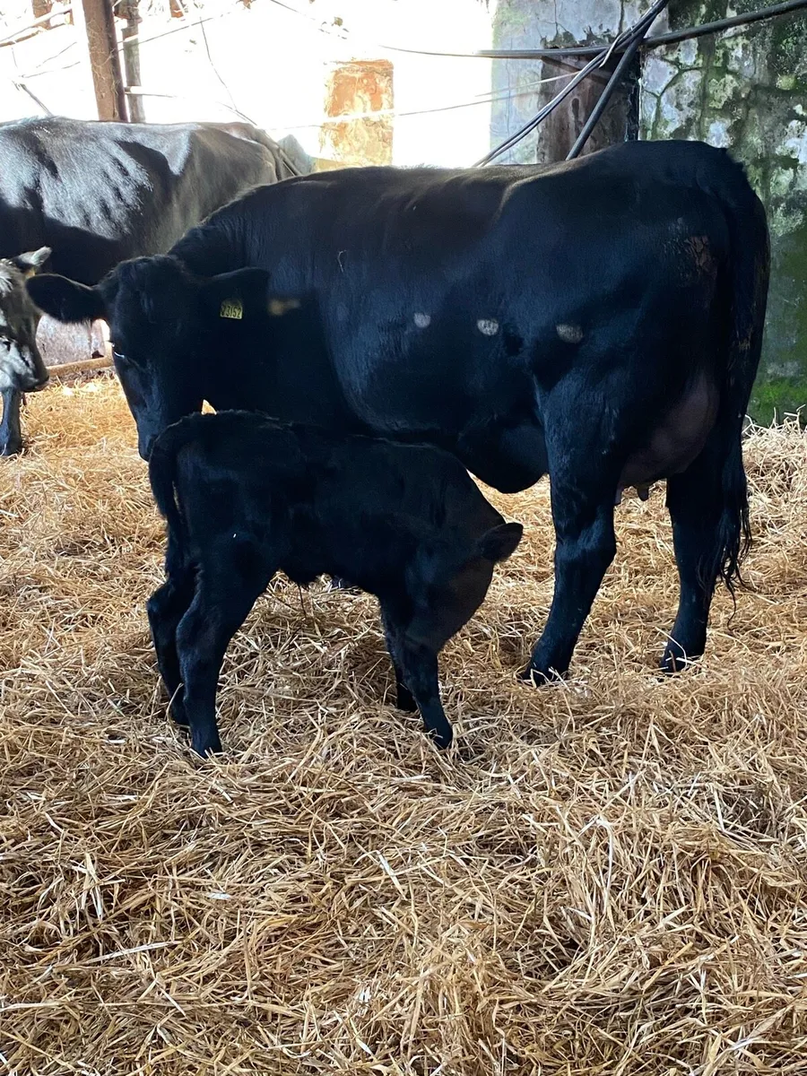 🌟🌟SUPER FIRST CALVER 🌟🌟 - Image 2