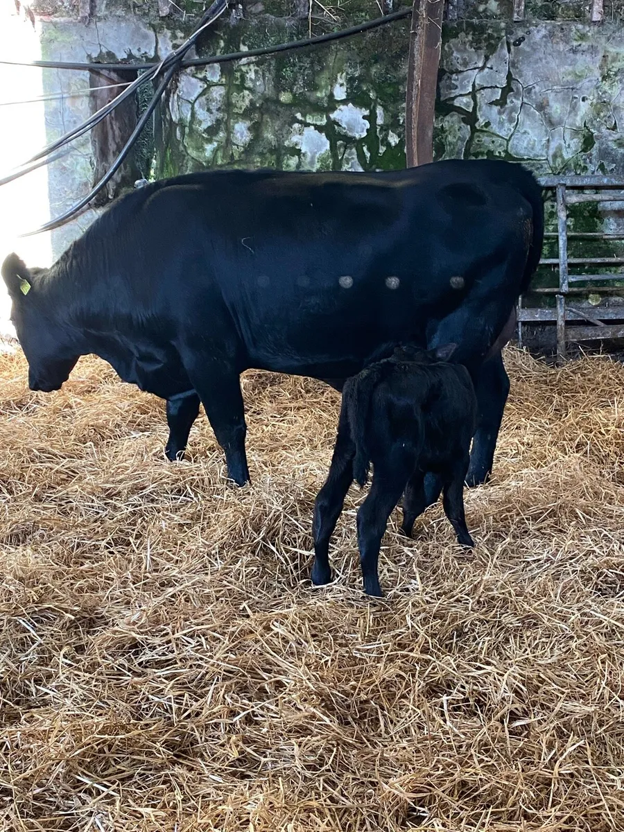 🌟🌟SUPER FIRST CALVER 🌟🌟 - Image 3