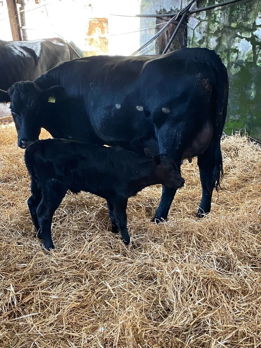 🌟🌟SUPER FIRST CALVER 🌟🌟 - Image 4