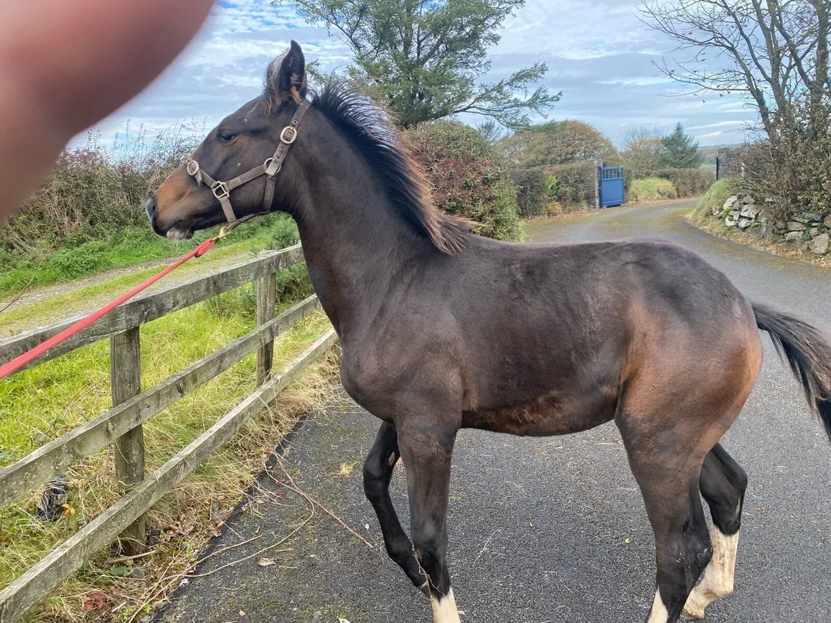 Horses - Image 4