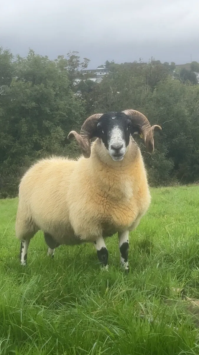 SIS Approved shearling and ram lambs - Image 1