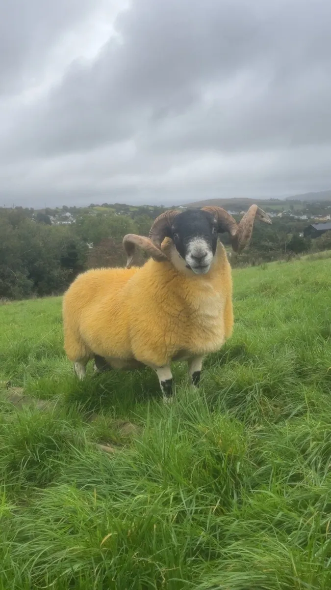 SIS Approved shearling and ram lambs - Image 2