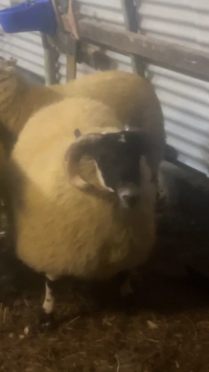 SIS Approved shearling and ram lambs - Image 3
