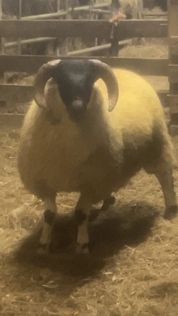 SIS Approved shearling and ram lambs - Image 4