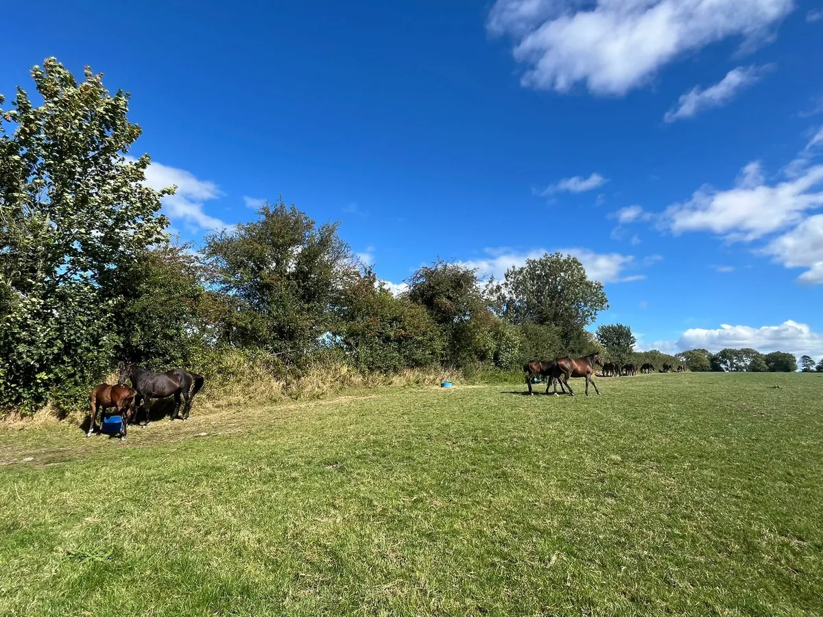 6 NH foals for sale - Image 1