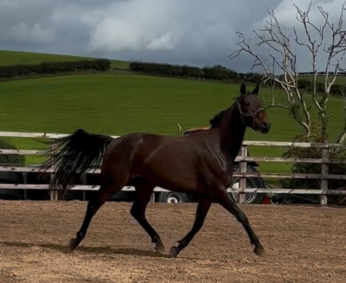 Exciting 3 yr old gelding - Image 1