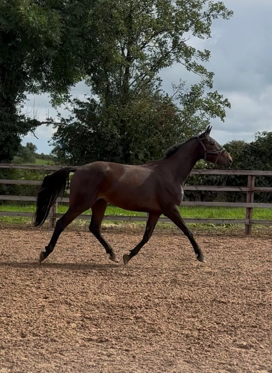 Exciting 3 yr old gelding - Image 2