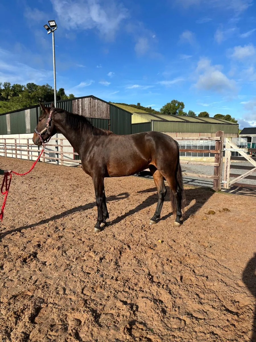 Exciting 3 yr old gelding - Image 3