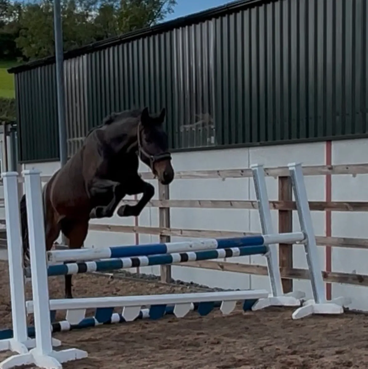 Exciting 3 yr old gelding - Image 4