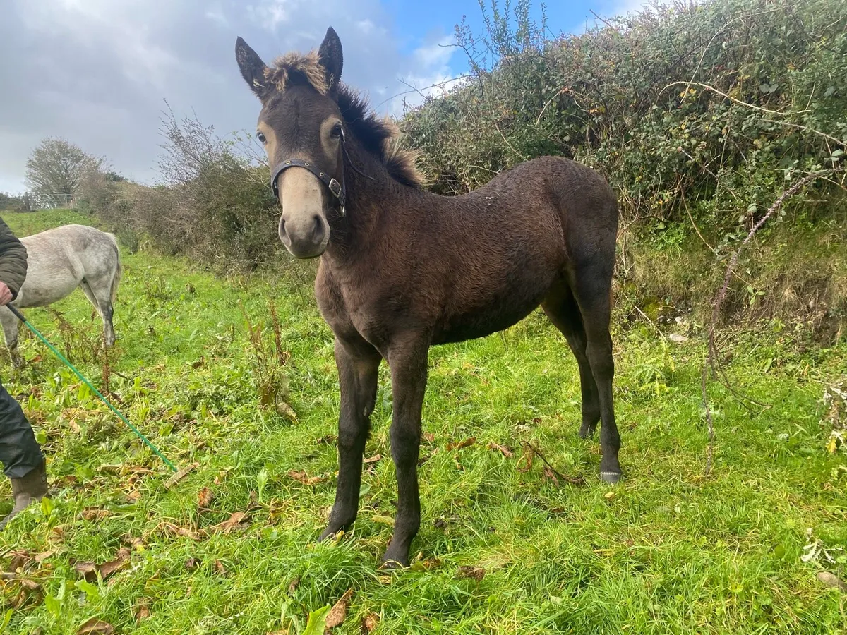 Connemara  Foal - Image 1