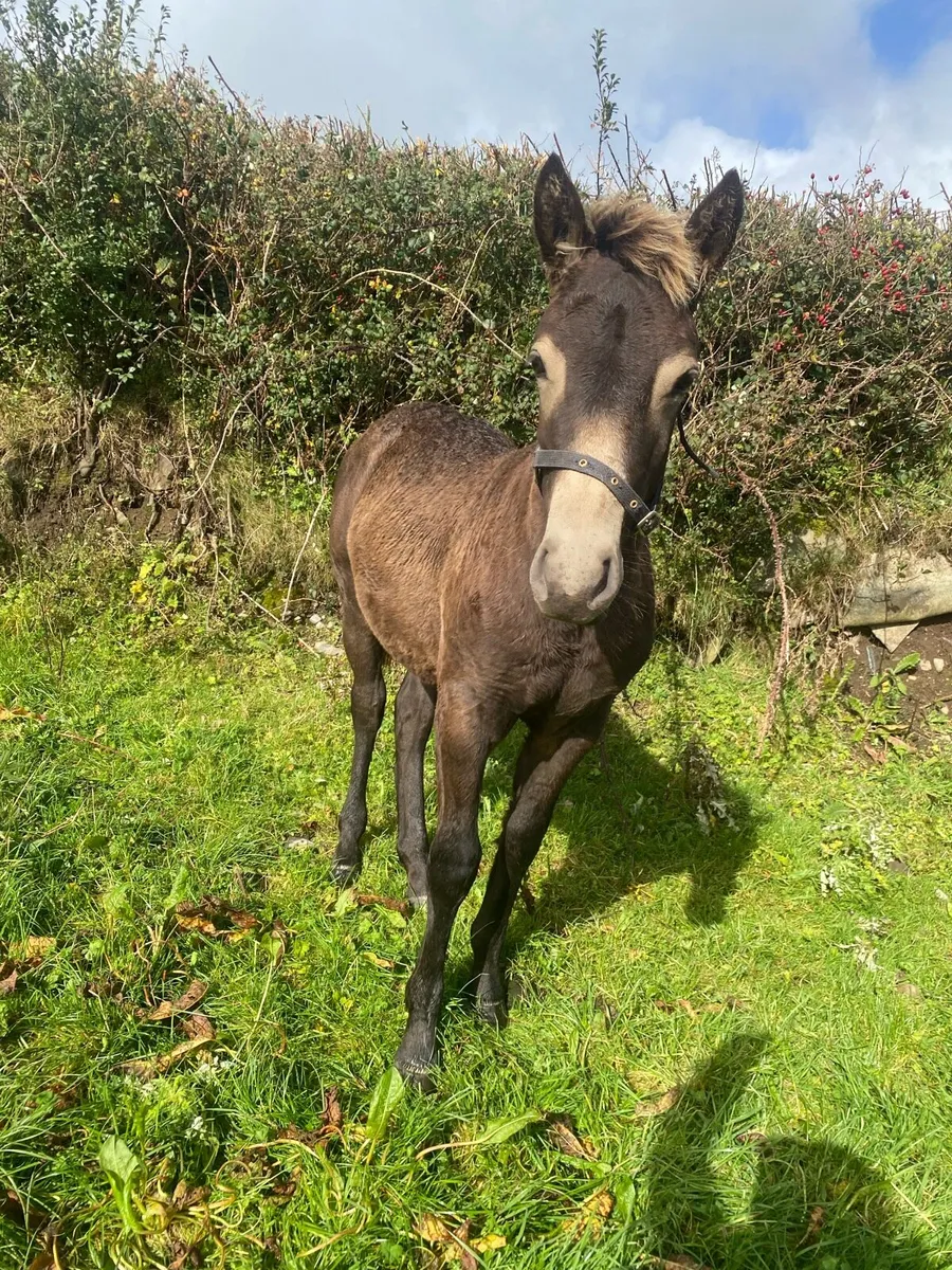 Connemara  Foal - Image 3