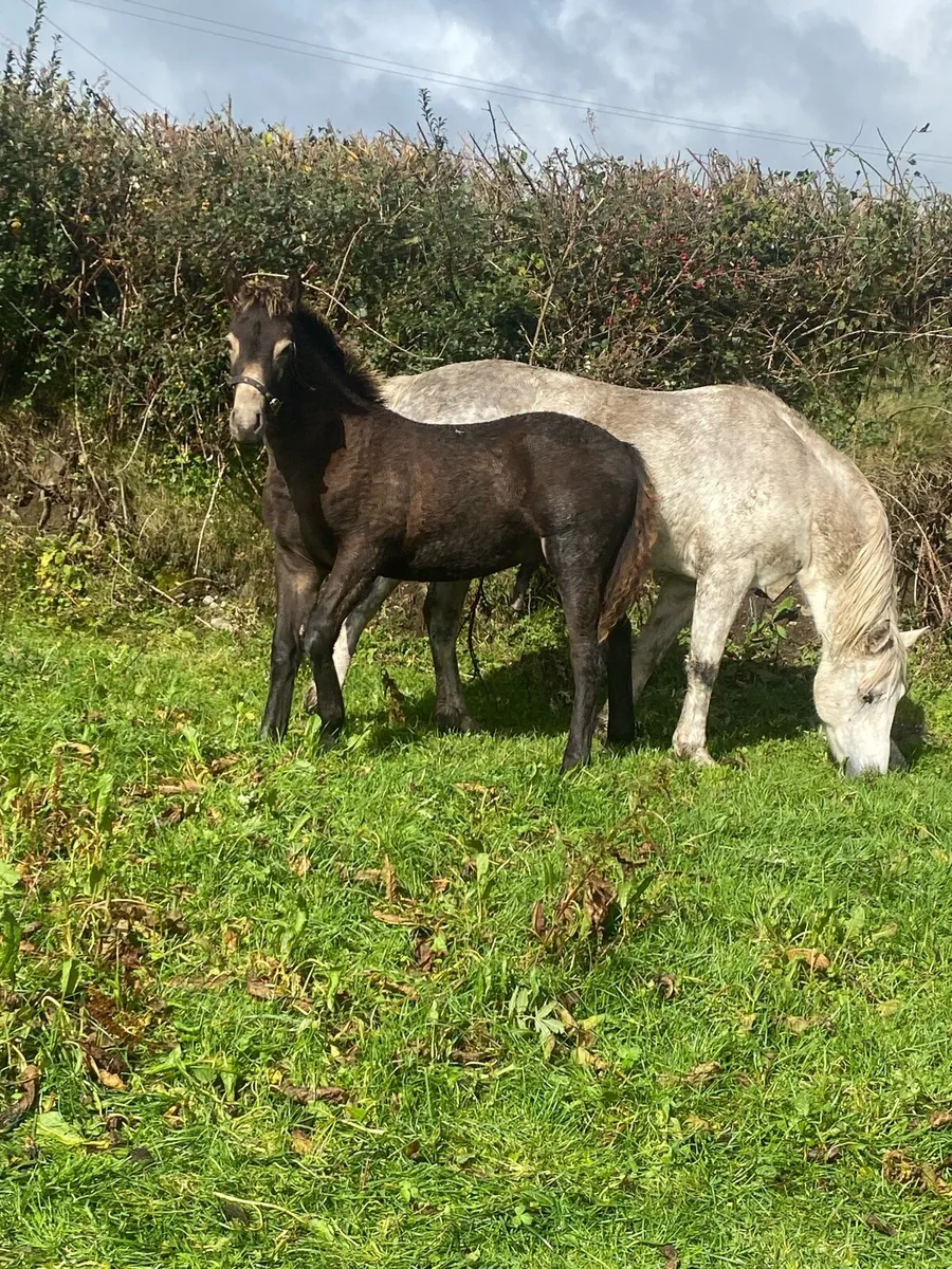 Connemara  Foal - Image 4
