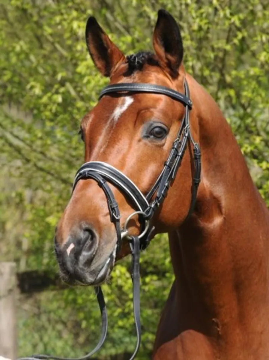 Graded registered Hanoverian Stallion - Image 2