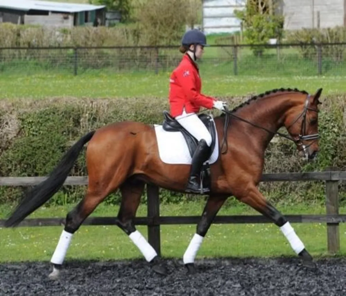 Graded registered Hanoverian Stallion - Image 3