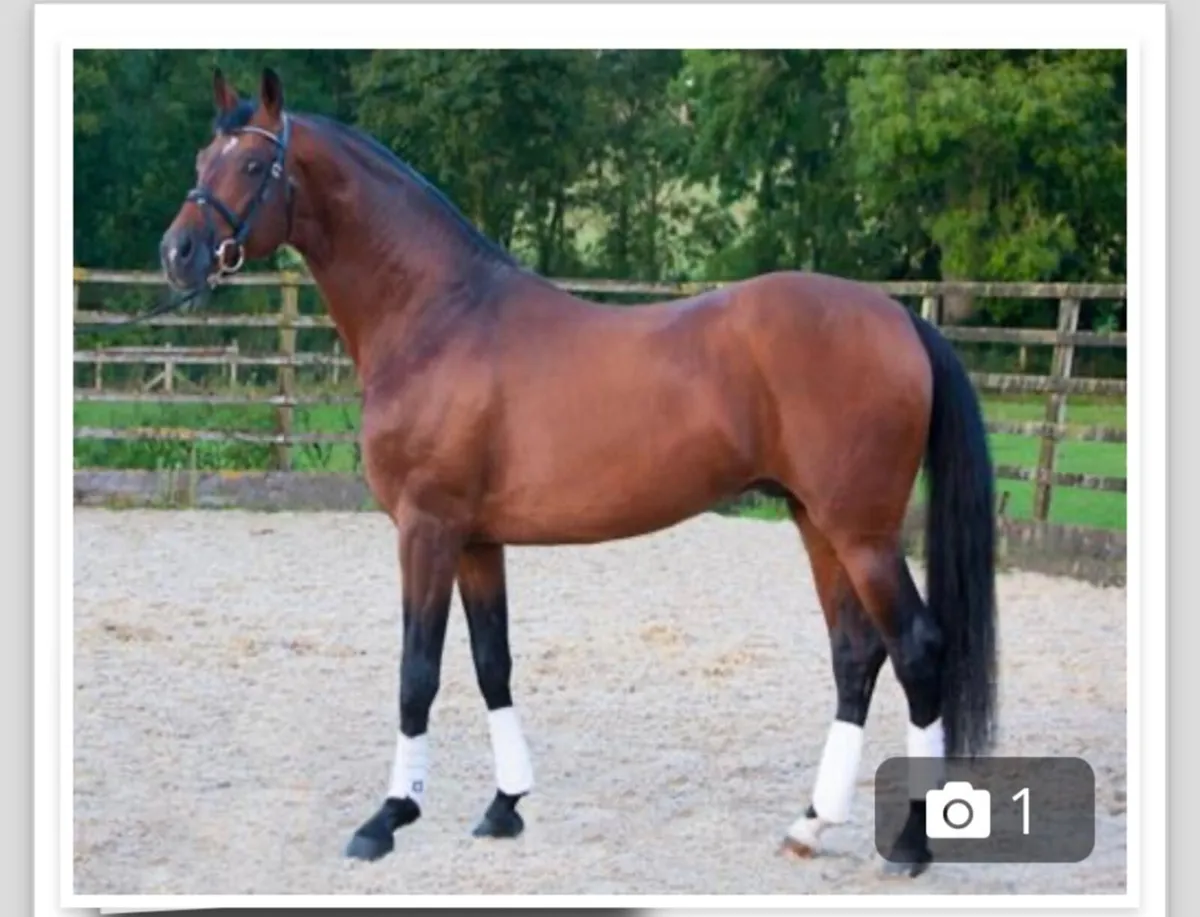 Graded registered Hanoverian Stallion - Image 1