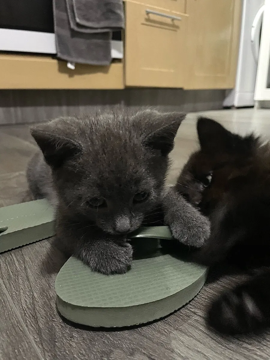 Kitten Russian Blue - Image 1