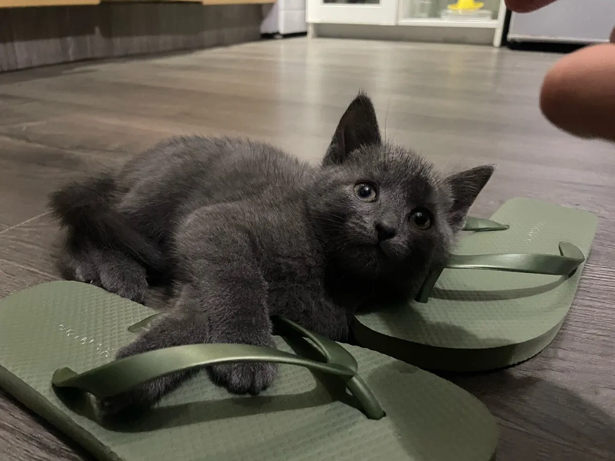 Kitten Russian Blue - Image 2