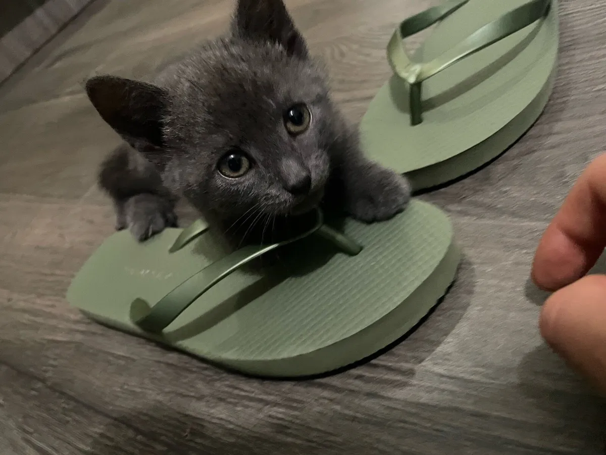 Kitten Russian Blue - Image 3