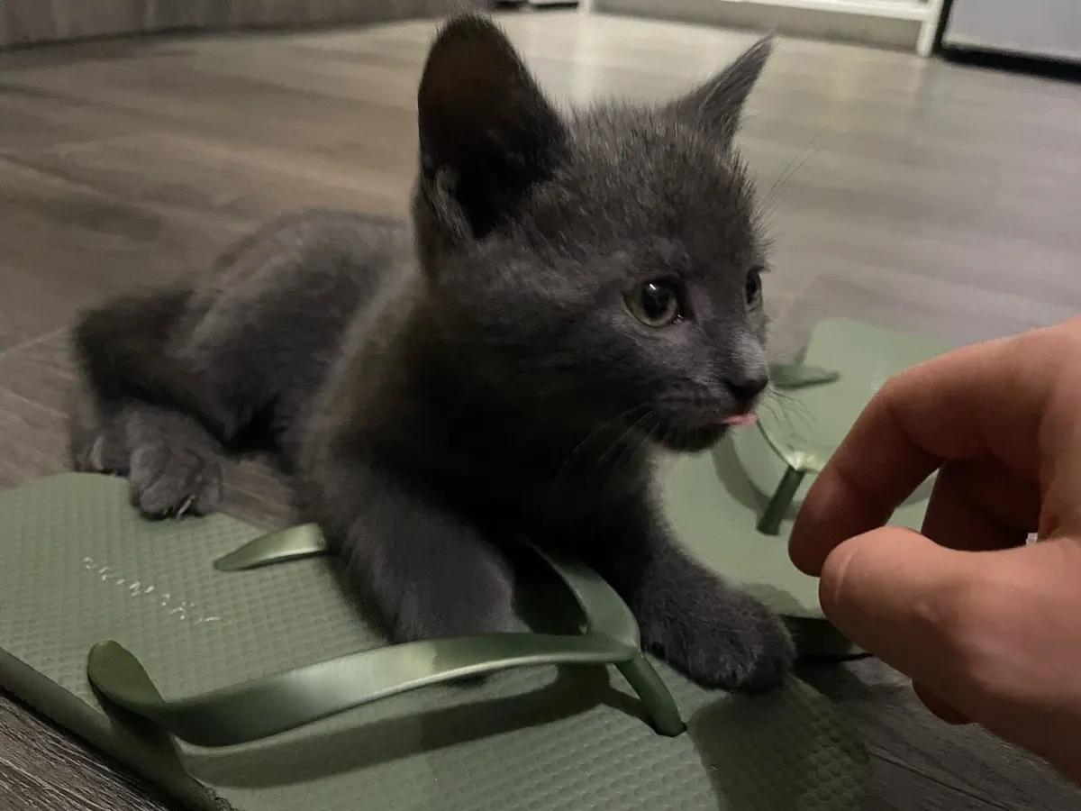 Kitten Russian Blue - Image 4
