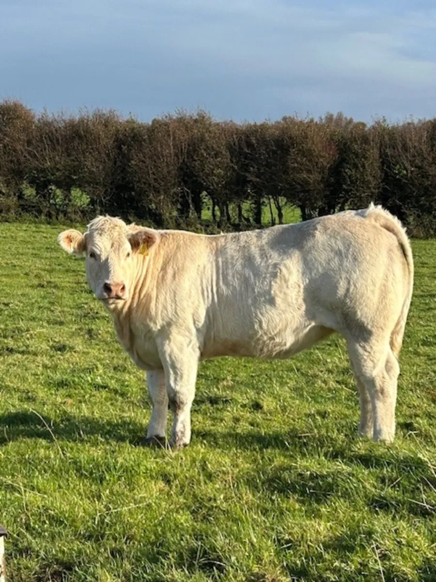 Pedigree registered Charolais heifer - Image 1