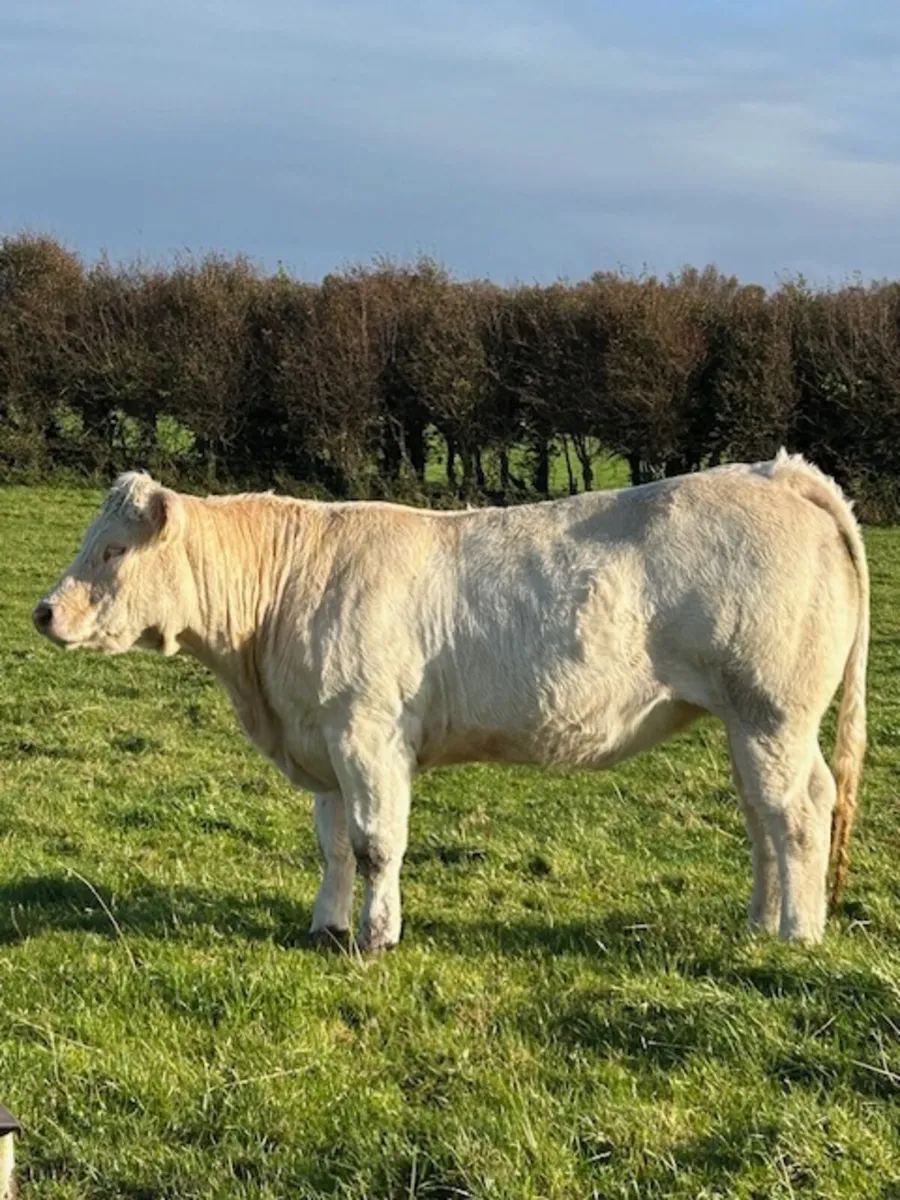 Pedigree registered Charolais heifer - Image 2
