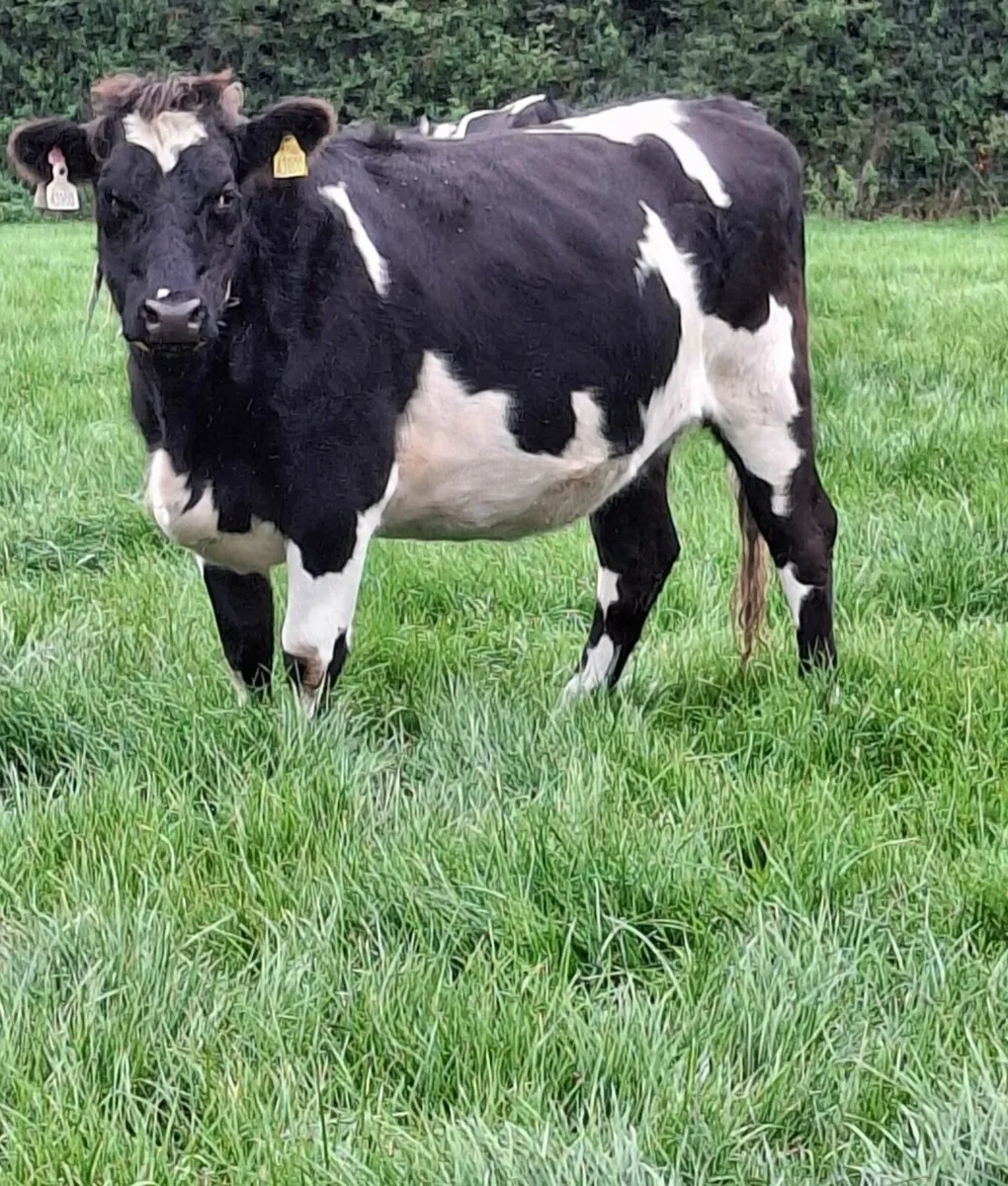 Incalf heifers - Image 2