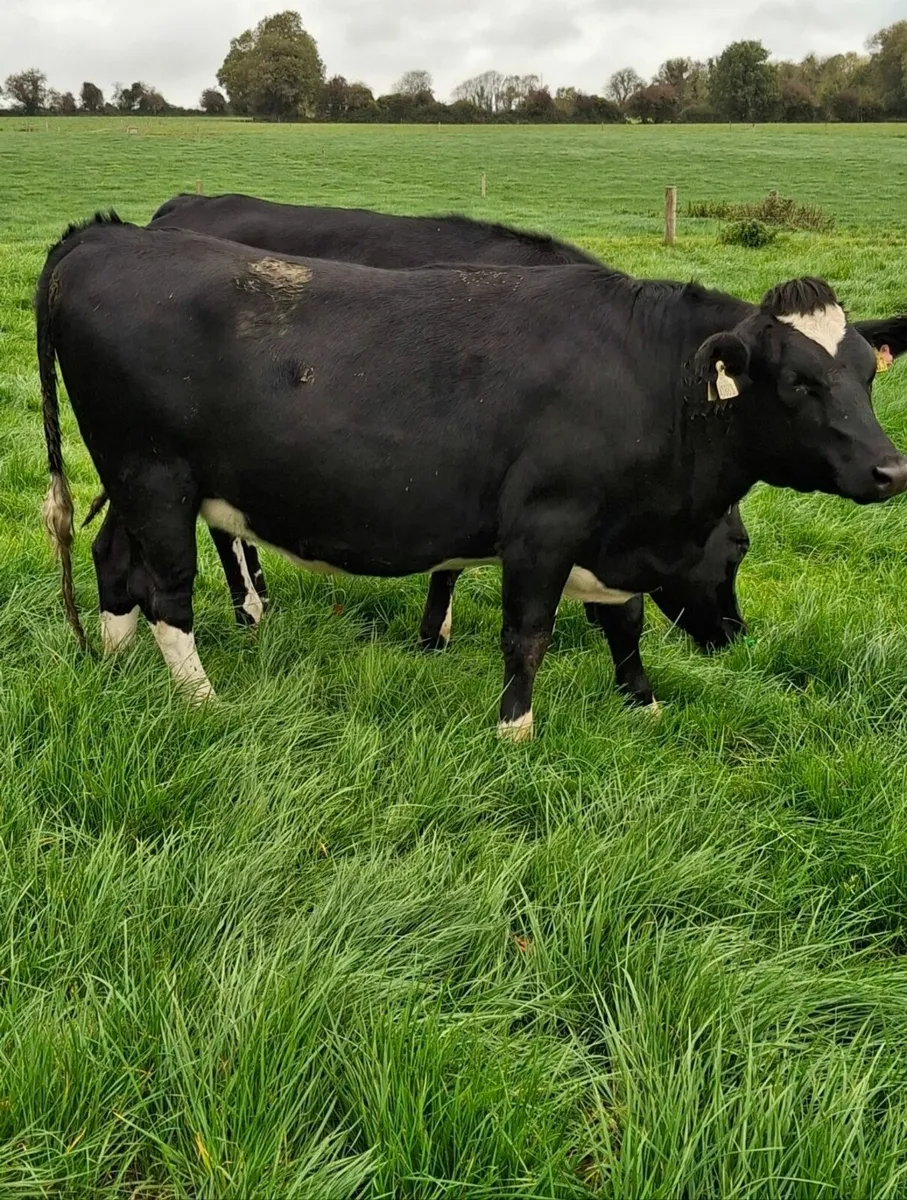Incalf heifers - Image 3