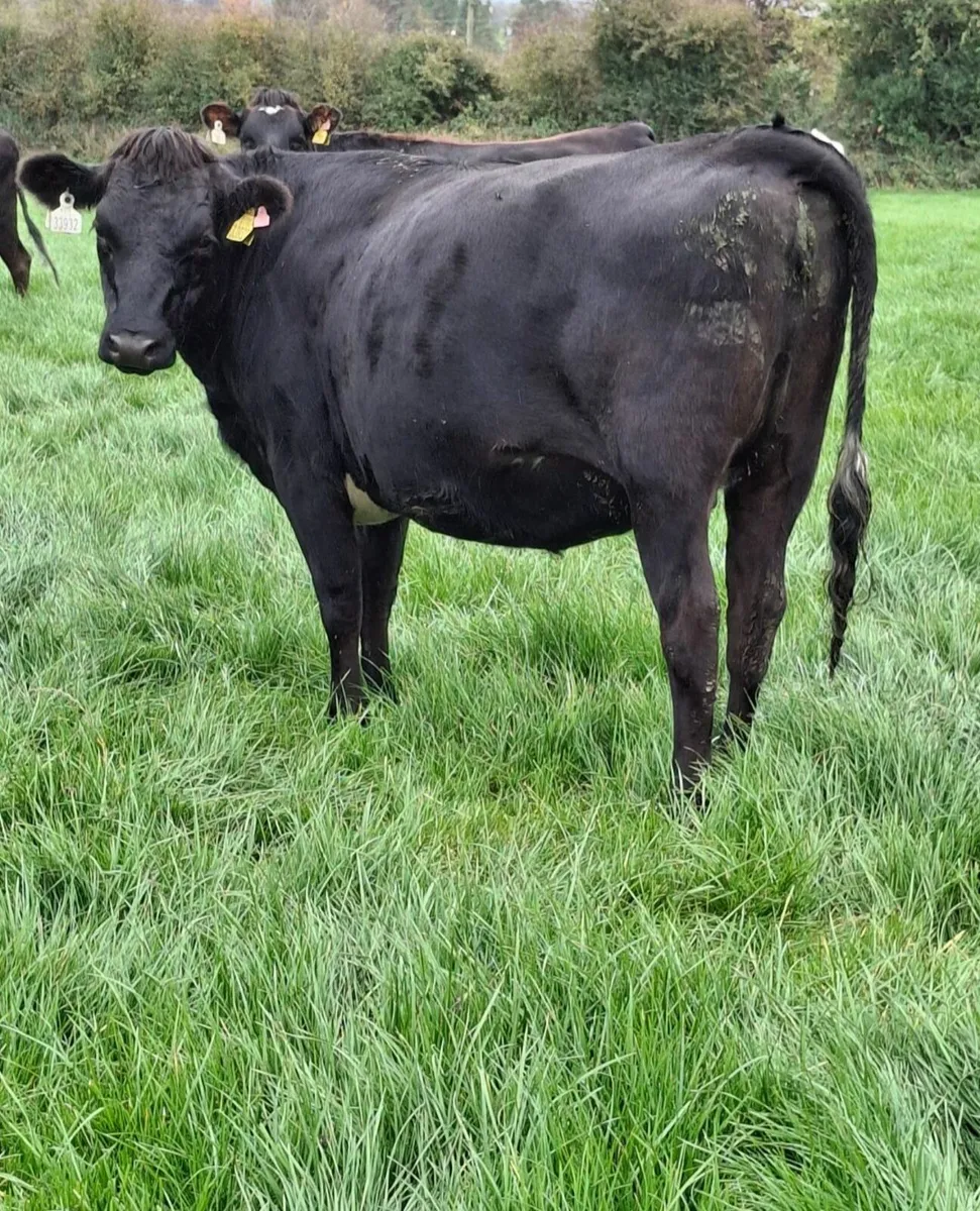 Incalf heifers - Image 4