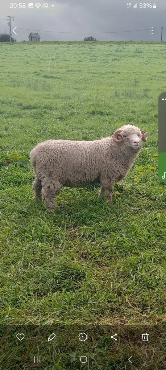 Dorset Horn Rams - Image 2