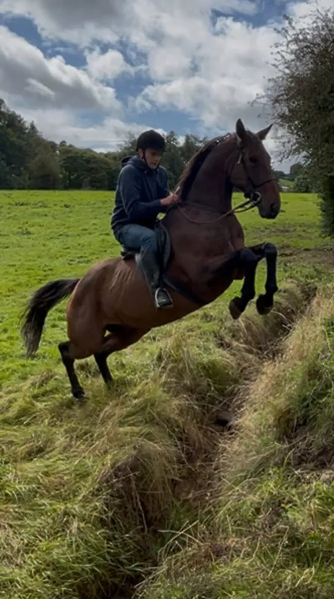 Quiet Riding Horse - Image 1