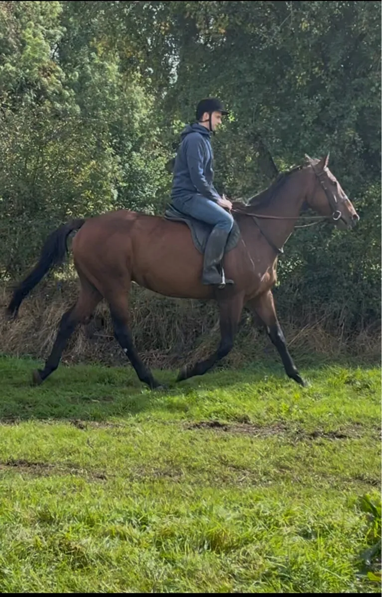 Quiet Riding Horse - Image 2