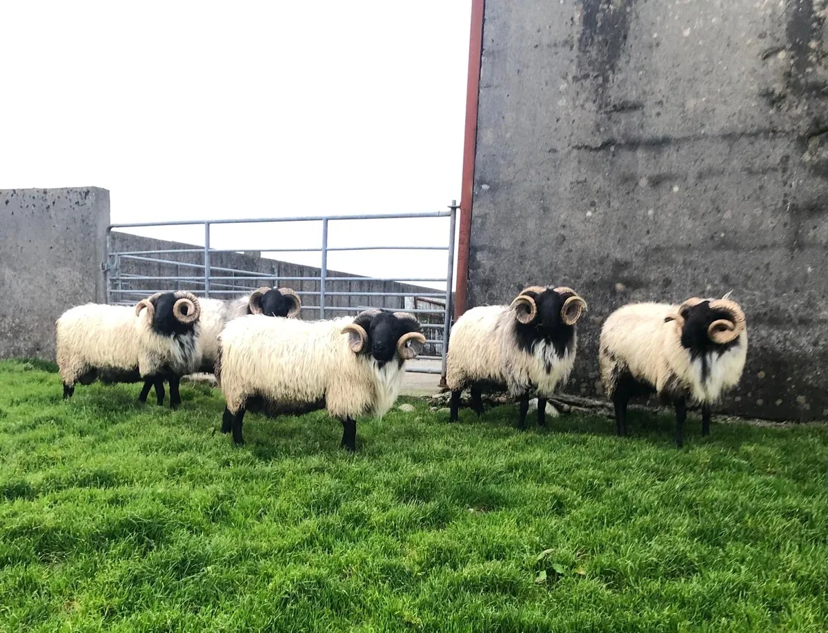 SIS Mayo Blackface Hogget Rams - Image 1