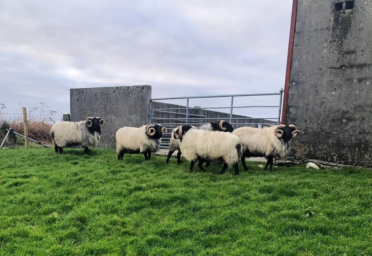 SIS Mayo Blackface Hogget Rams - Image 2