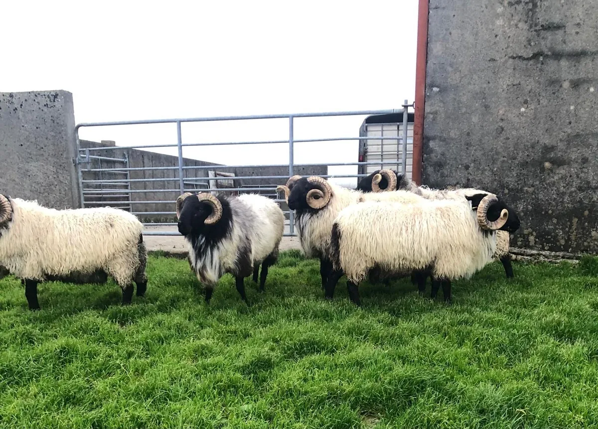 SIS Mayo Blackface Hogget Rams - Image 3