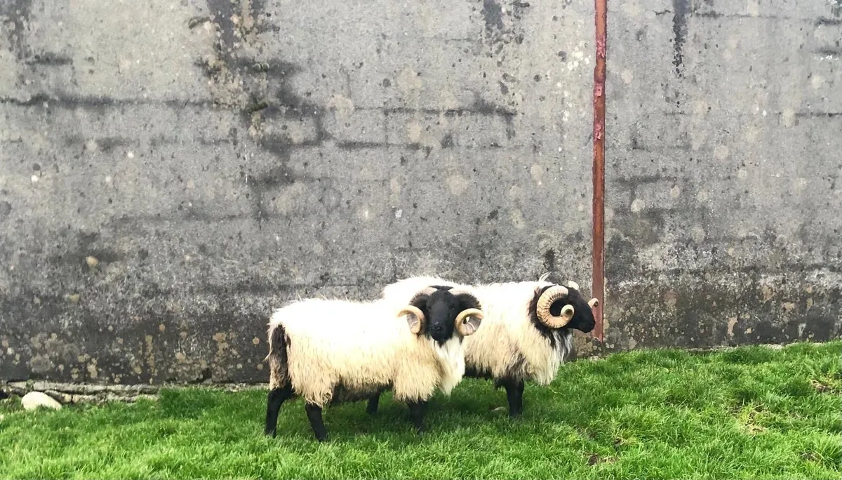 SIS Mayo Blackface Hogget Rams - Image 4