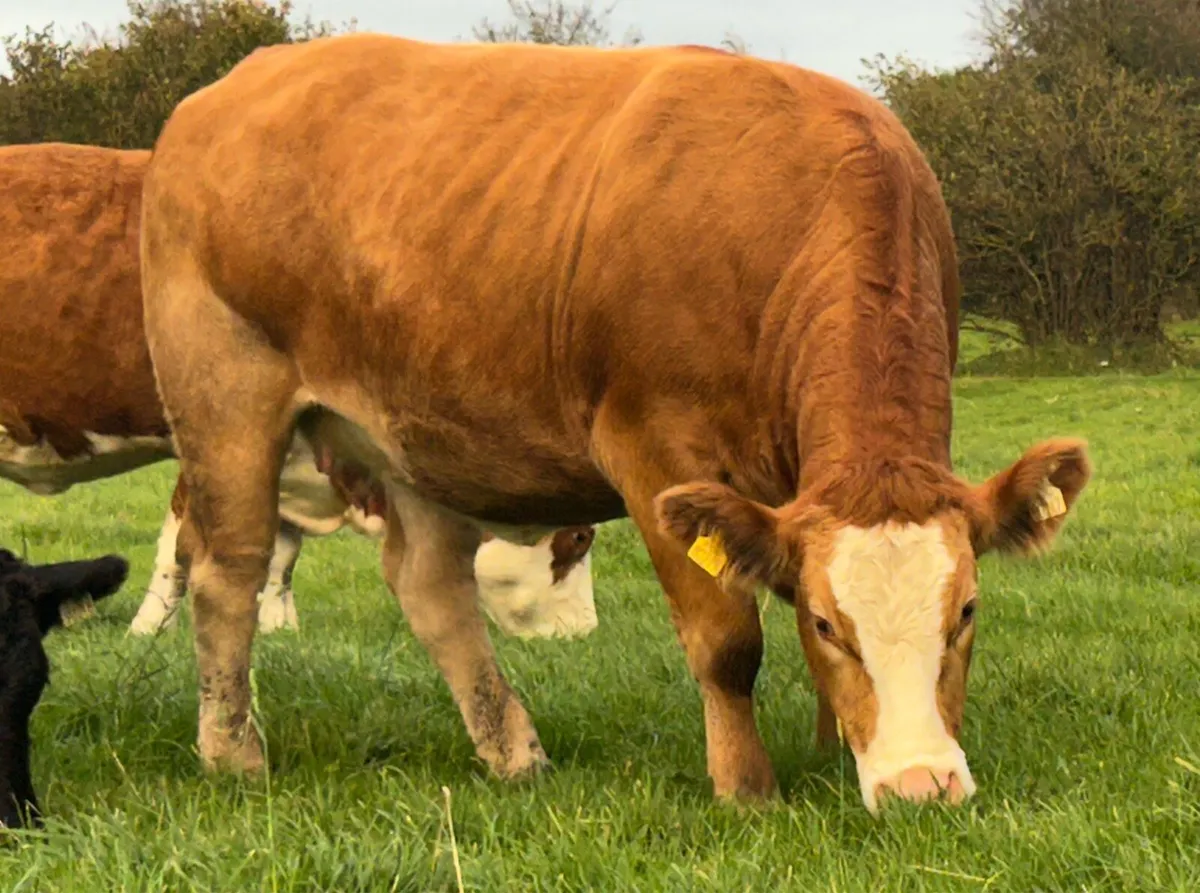 Incalf Heifers - Image 1
