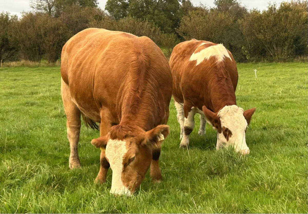 Incalf Heifers - Image 2