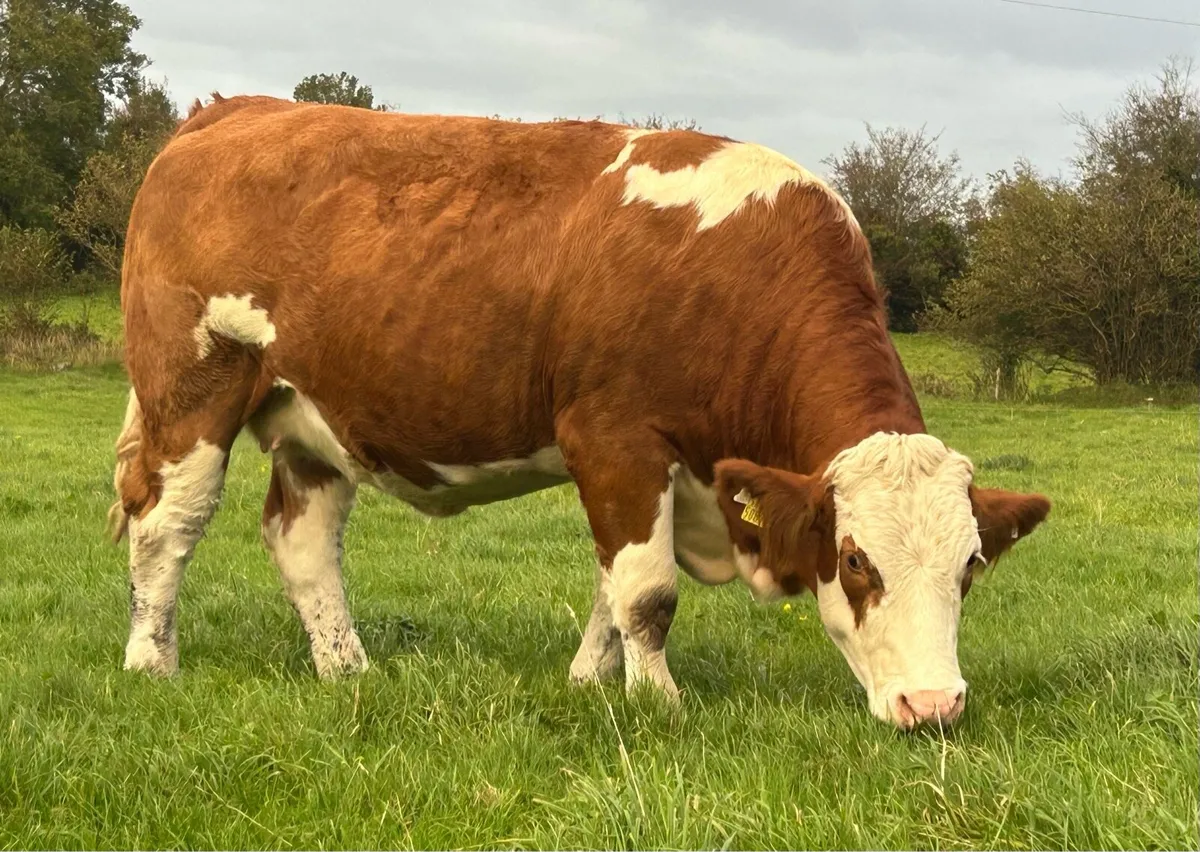 Incalf Heifers - Image 3