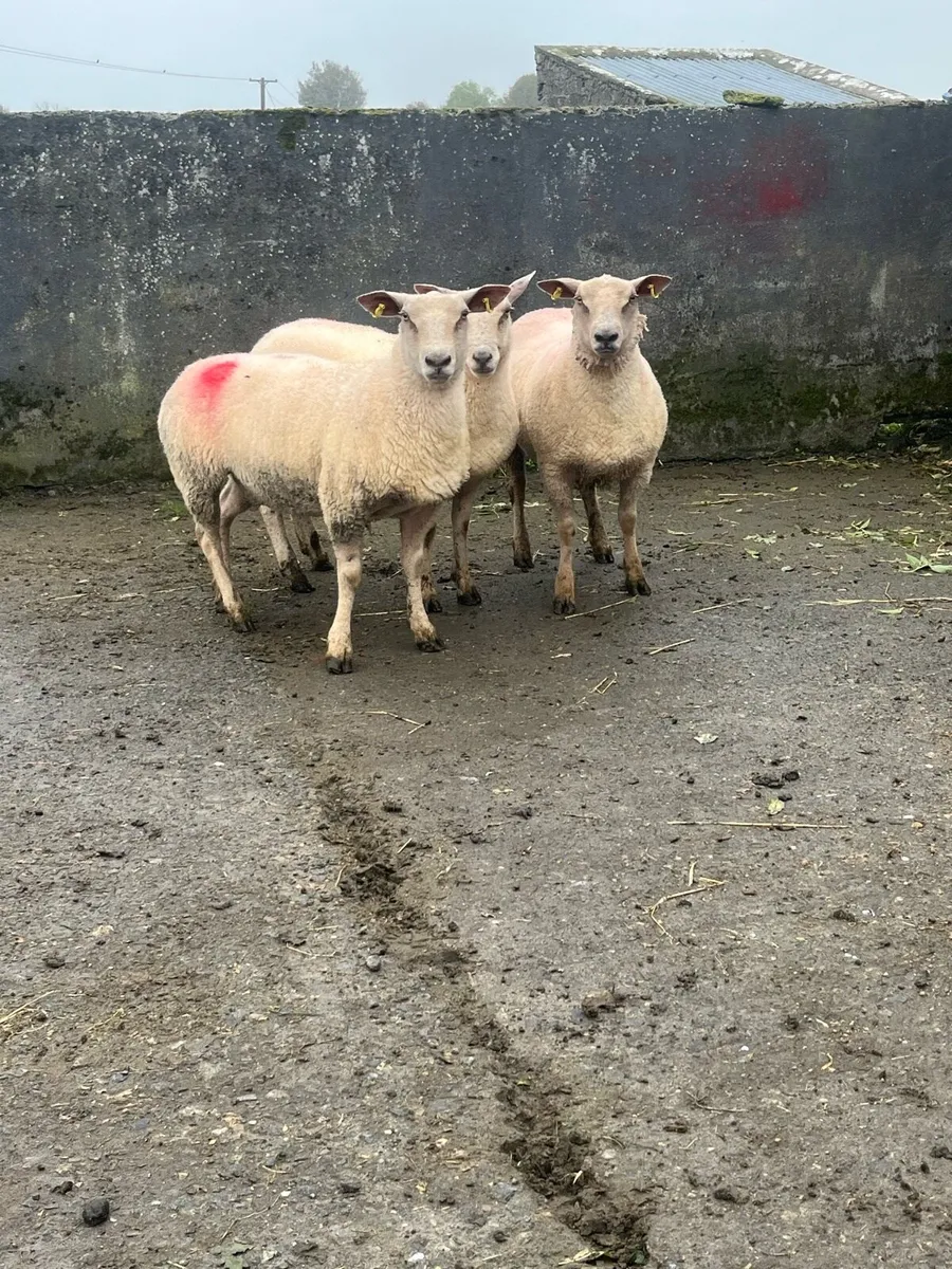 Pedigree Charlollais Hoggets - Image 1