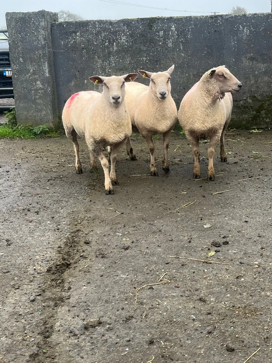 Pedigree Charlollais Hoggets - Image 2
