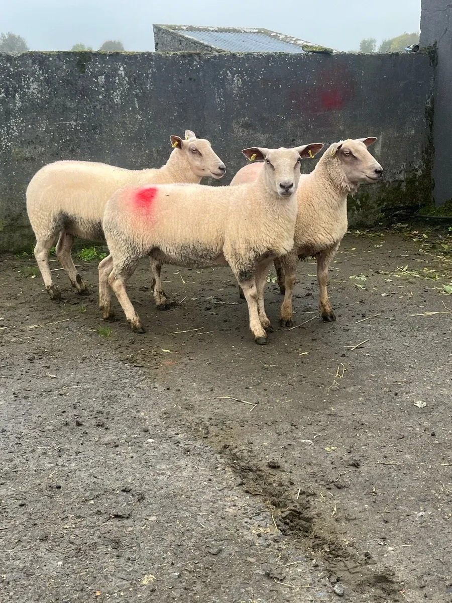 Pedigree Charlollais Hoggets - Image 3