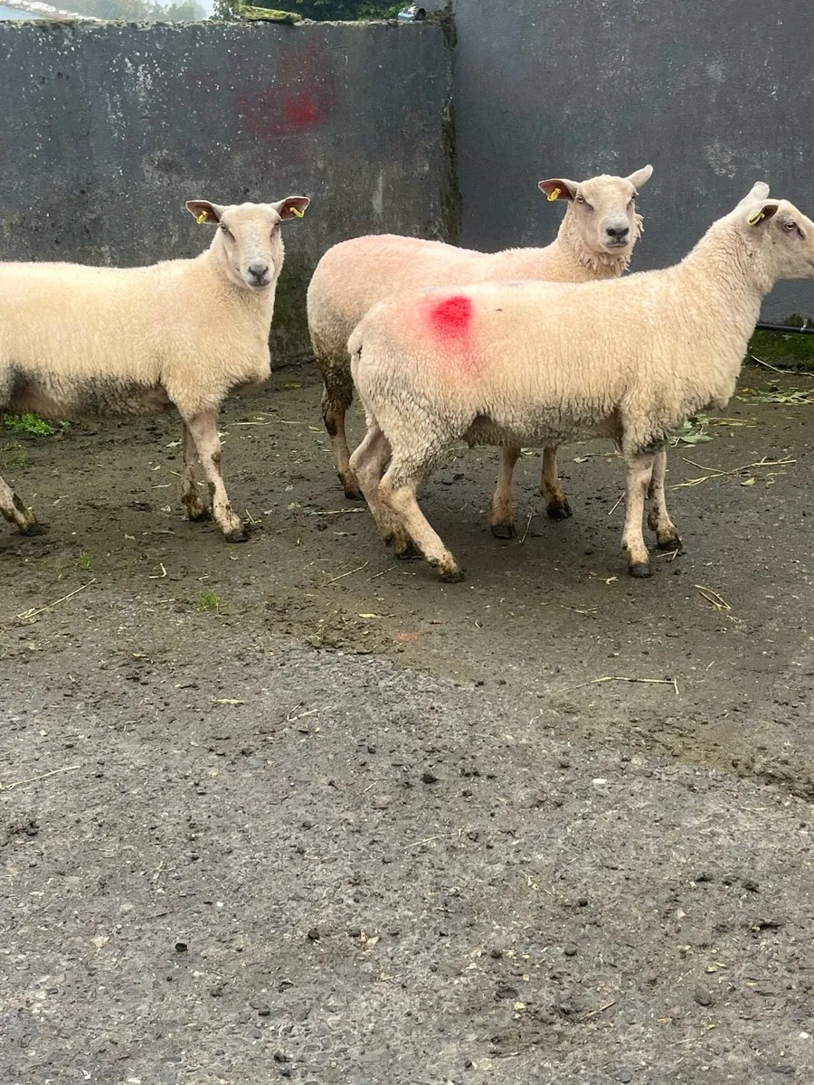 Pedigree Charlollais Hoggets - Image 4