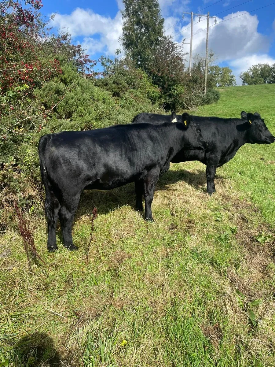 Store Heifers - Image 1
