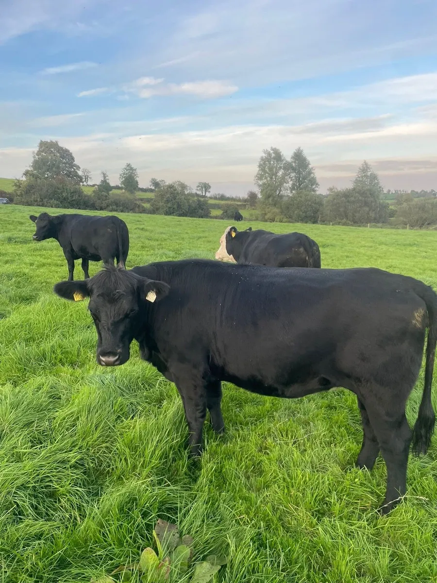 Store Heifers - Image 2
