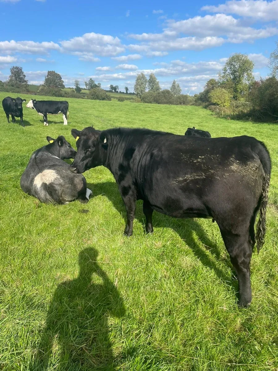 Store Heifers - Image 3