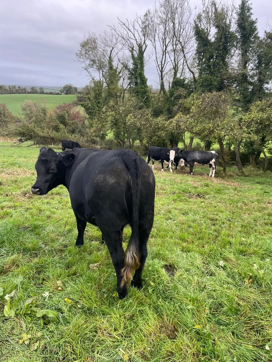Store Heifers - Image 4