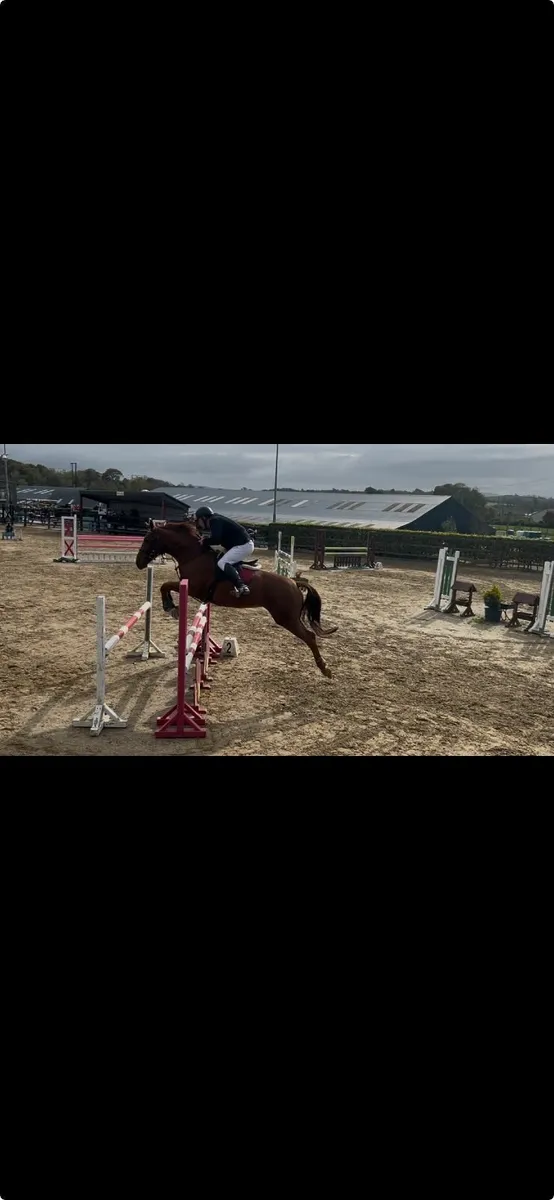 Super  - Fun - Jumping  - Tangelo Mare - Image 1