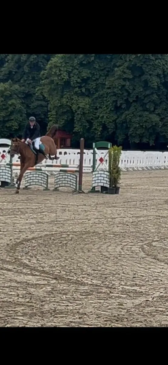 Super  - Fun - Jumping  - Tangelo Mare - Image 2